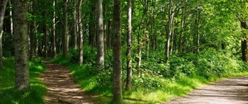 A serene forest path lined with trees and grass, inviting exploration and reflection amidst nature's tranquility.